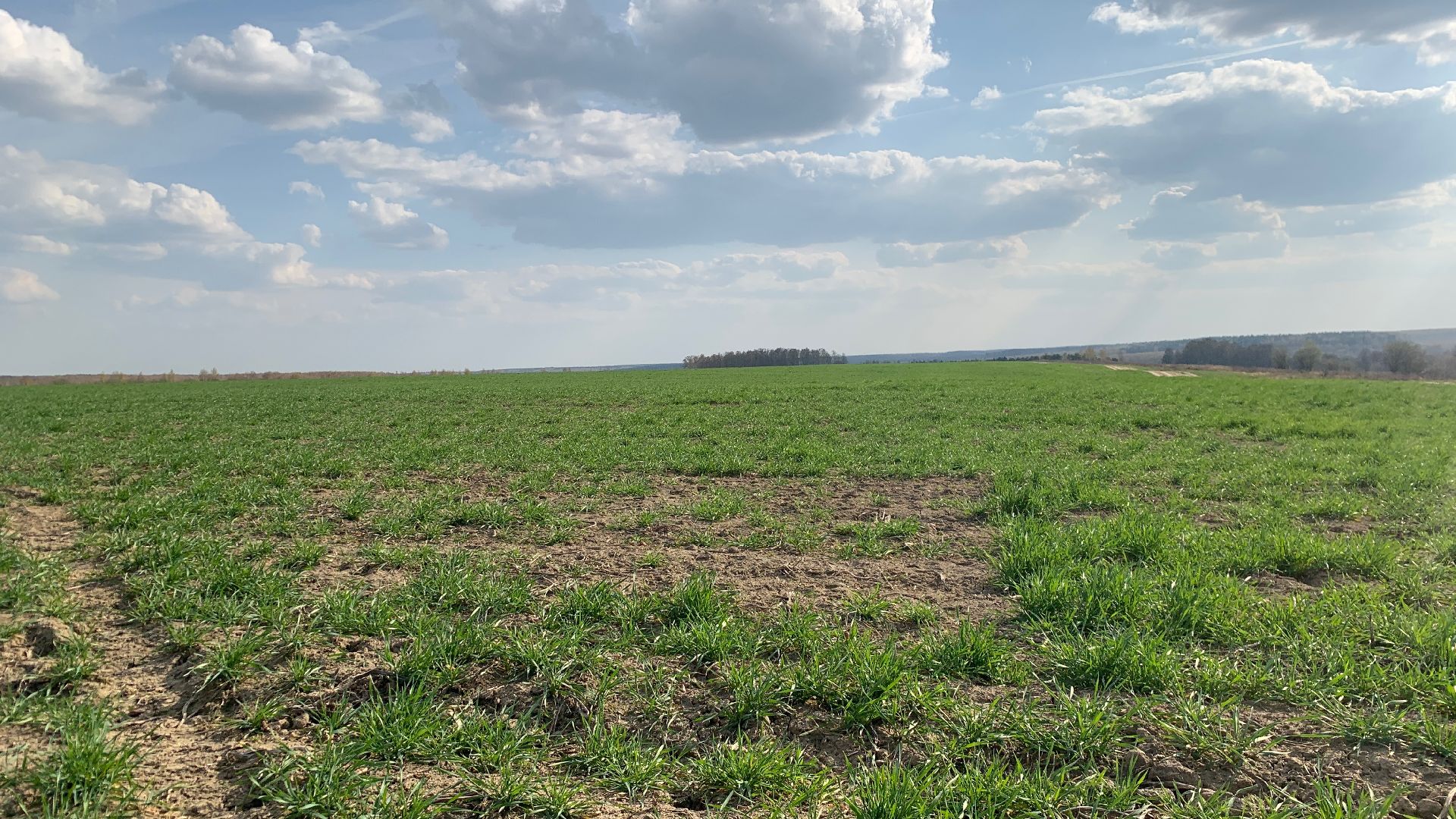 Ступино, экономика, пшеница без глютена, алькор, знамение