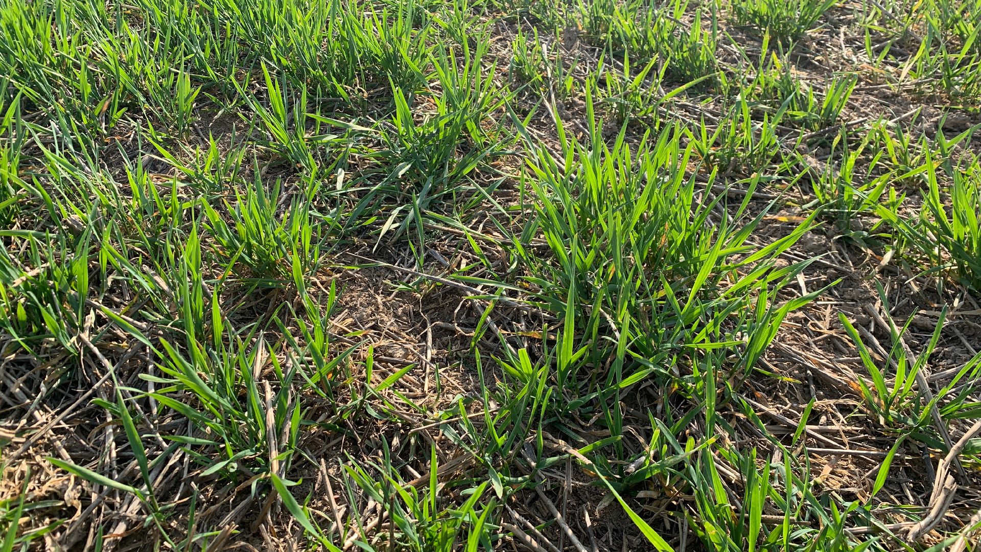 Ступино, экономика, пшеница без глютена, алькор, знамение