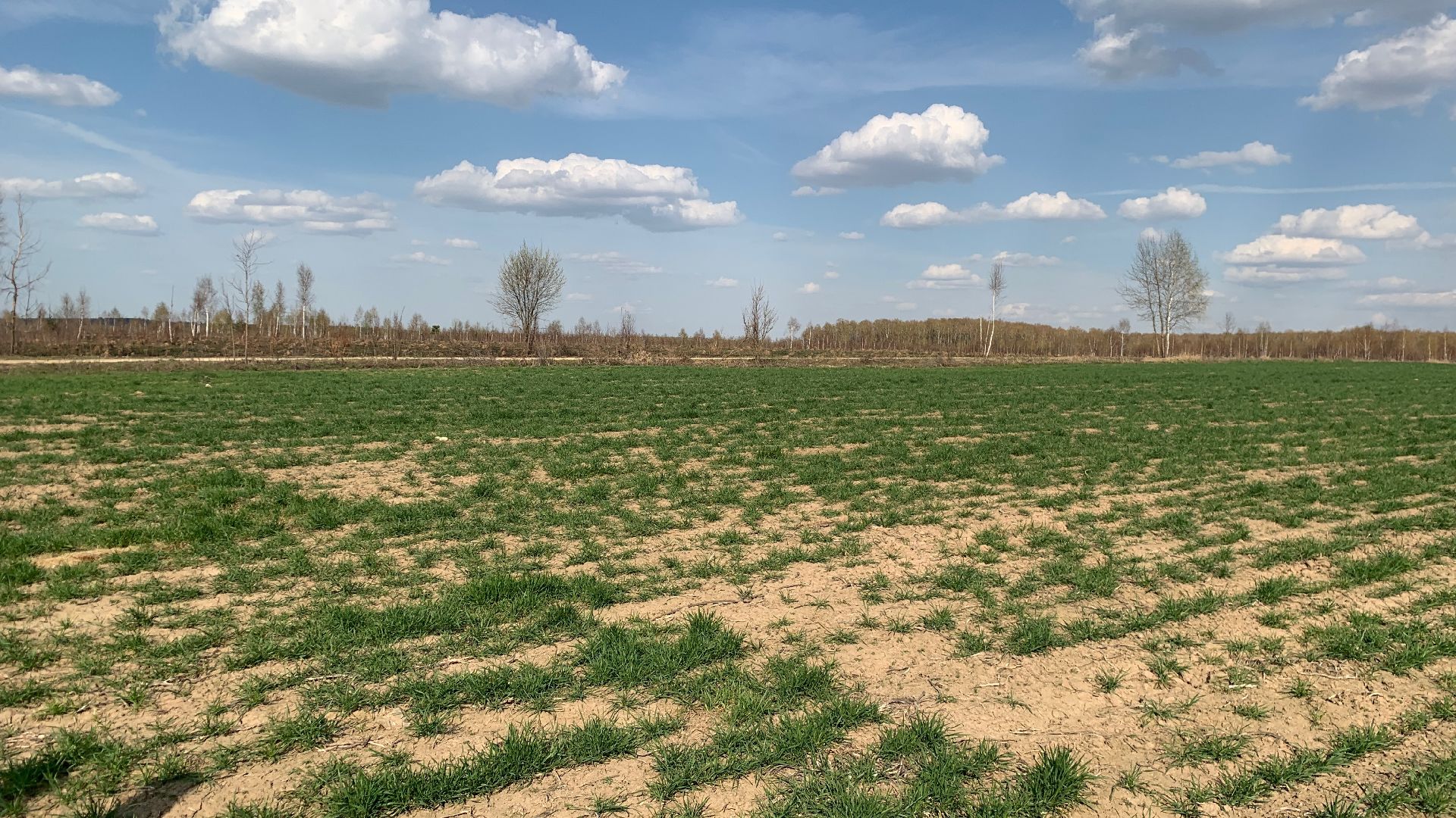 Ступино, экономика, пшеница без глютена, алькор, знамение