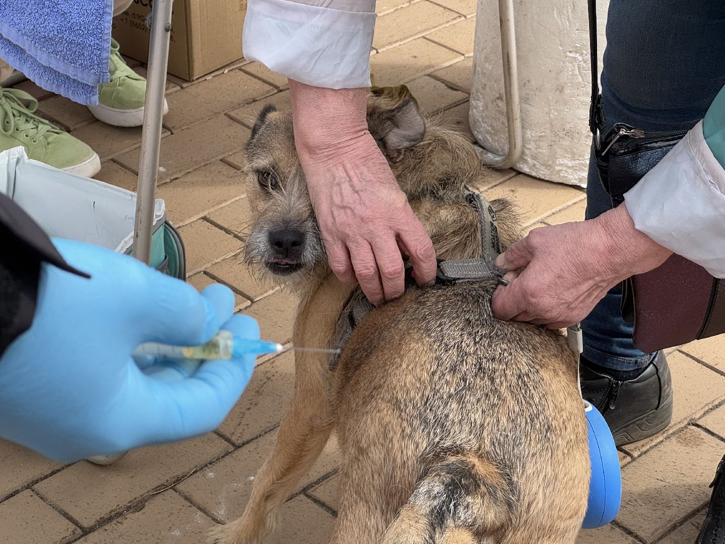 вакцинация животных, балашиха, пехорка, парк,