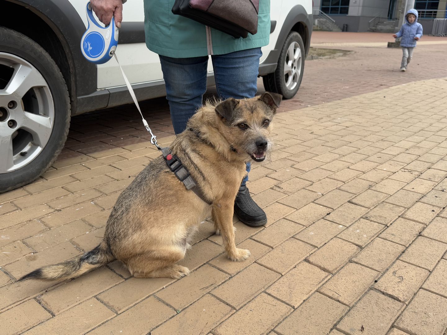 вакцинация животных, балашиха, пехорка, парк,