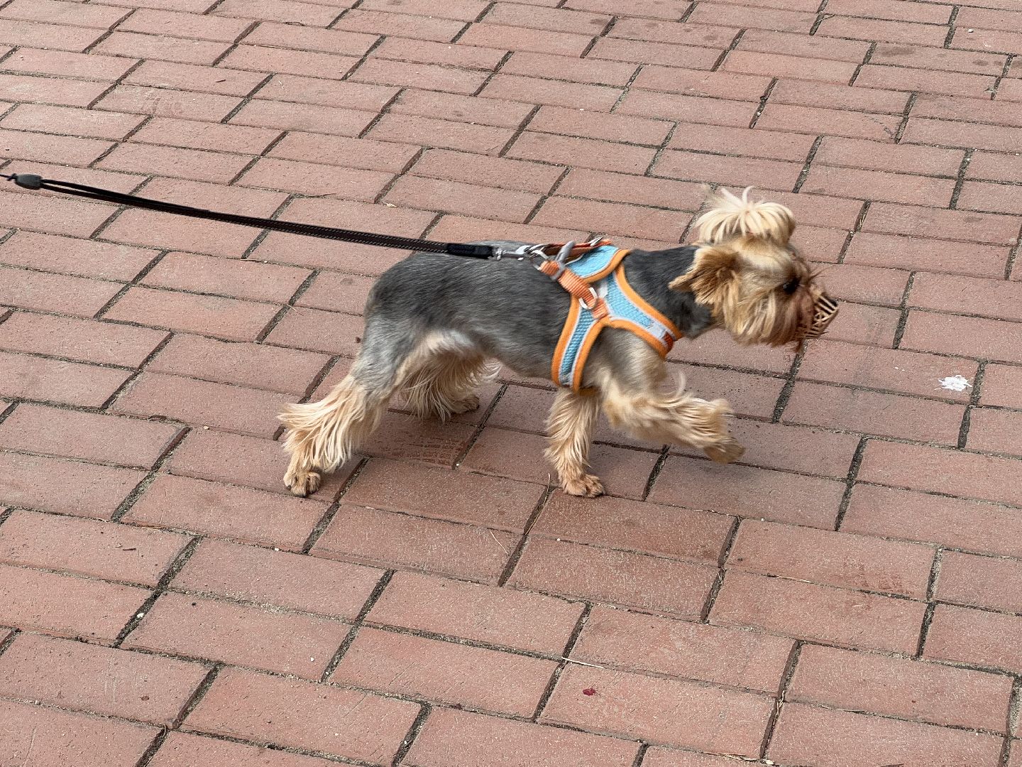 вакцинация животных, балашиха, пехорка, парк,