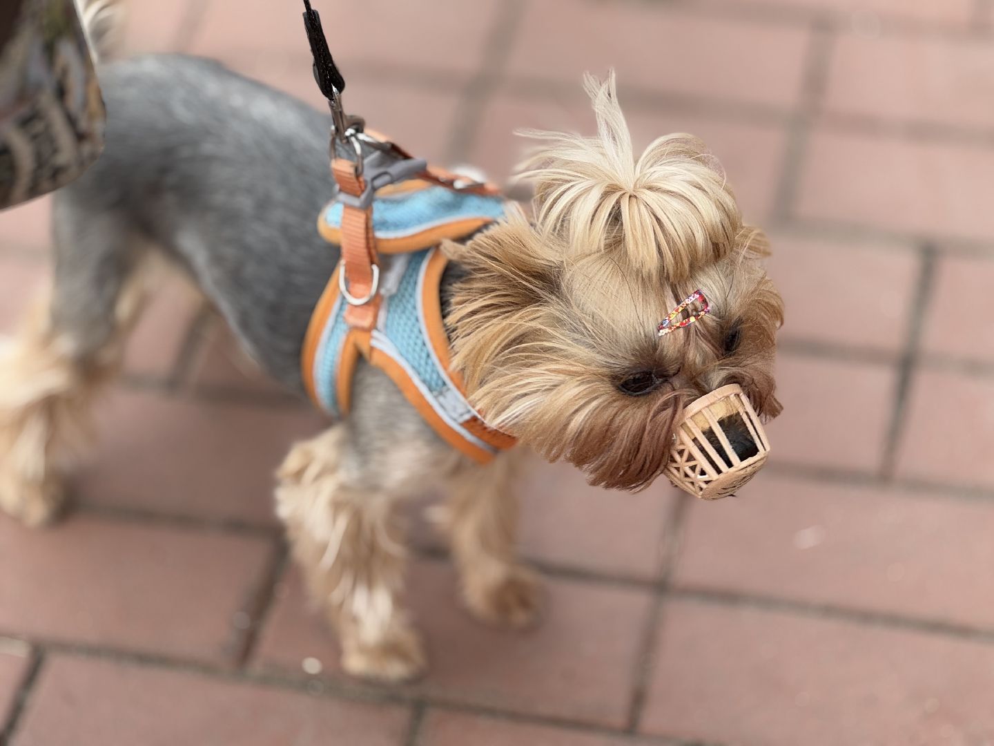 вакцинация животных, балашиха, пехорка, парк,