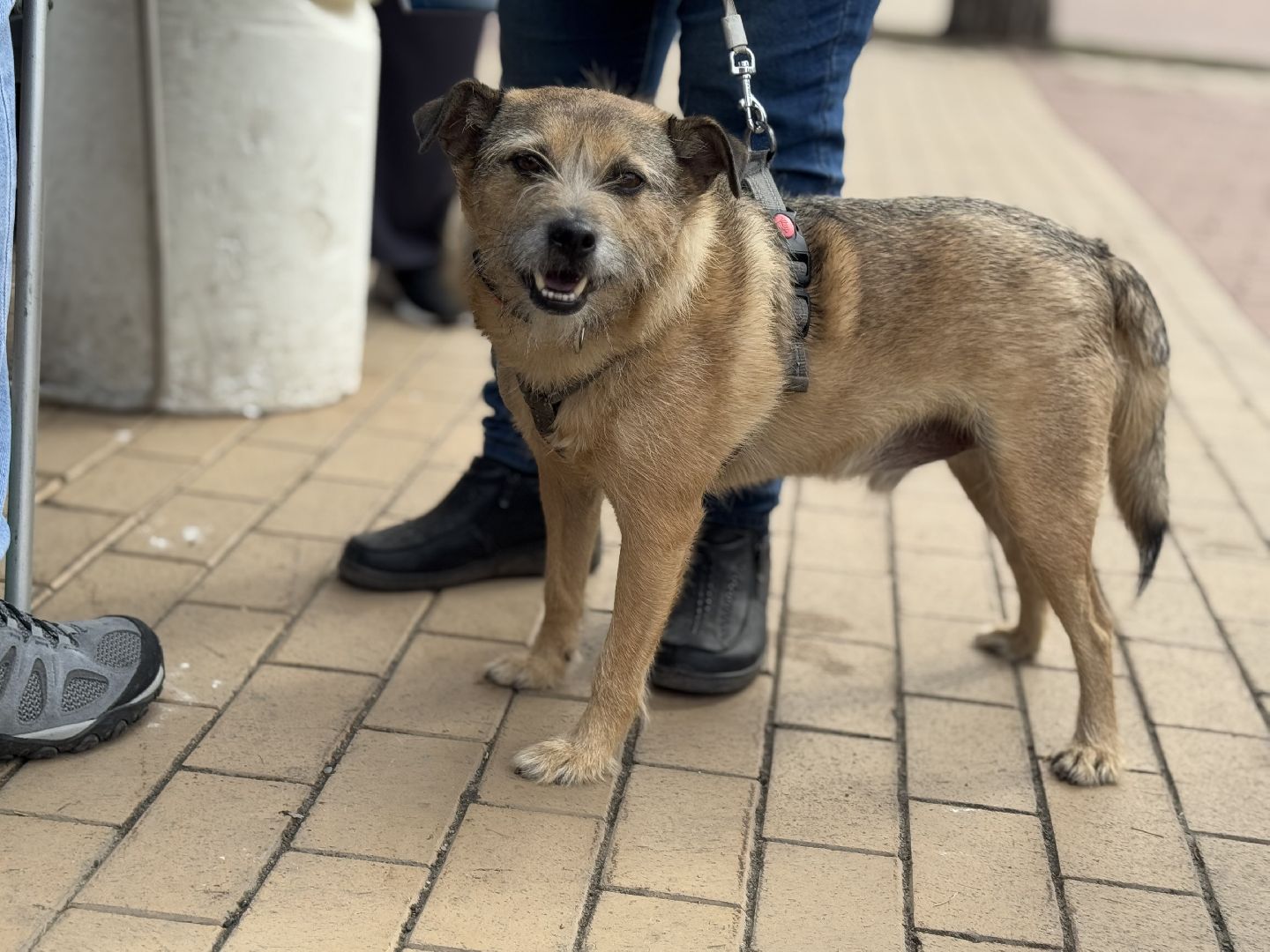 вакцинация животных, балашиха, пехорка, парк,