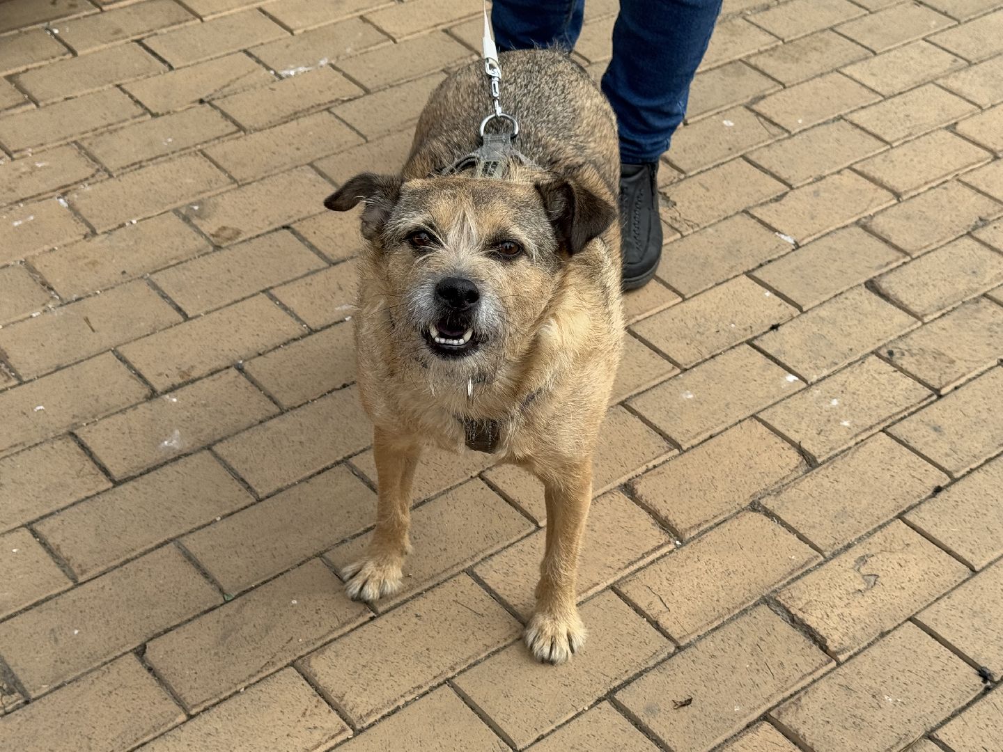 вакцинация животных, балашиха, пехорка, парк,