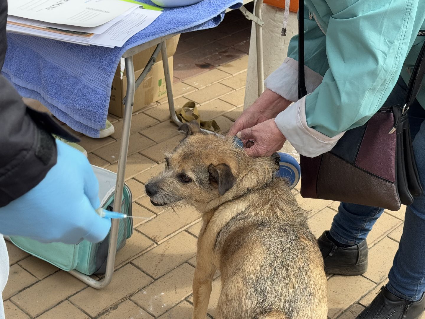 вакцинация животных, балашиха, пехорка, парк,
