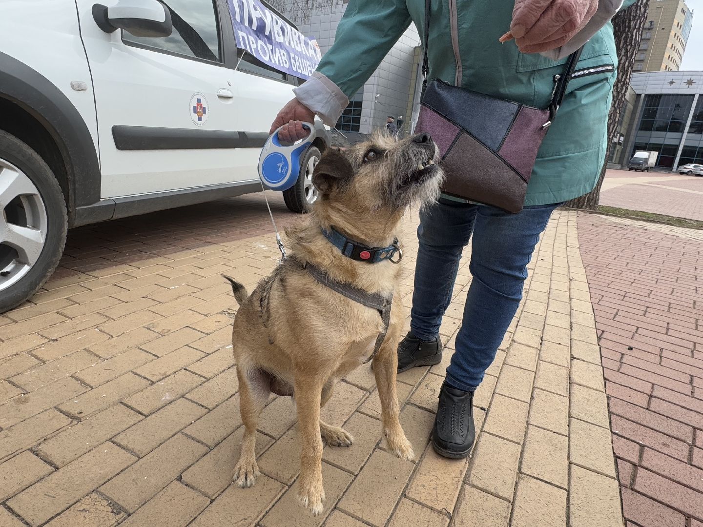вакцинация животных, балашиха, пехорка, парк,
