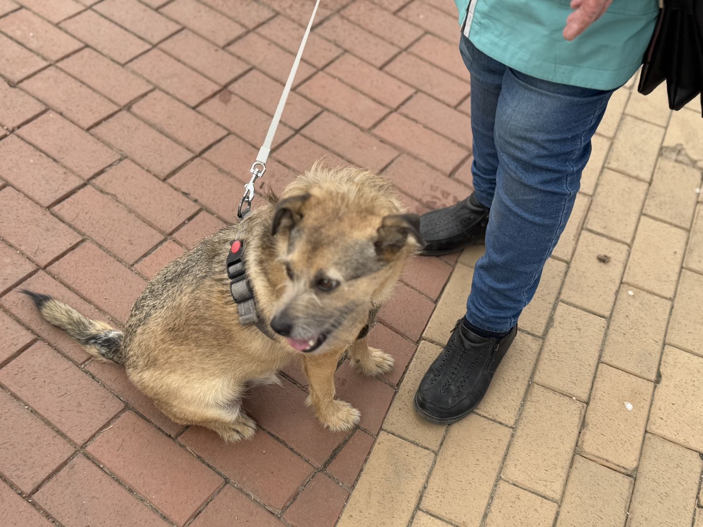 вакцинация животных, балашиха, пехорка, парк,