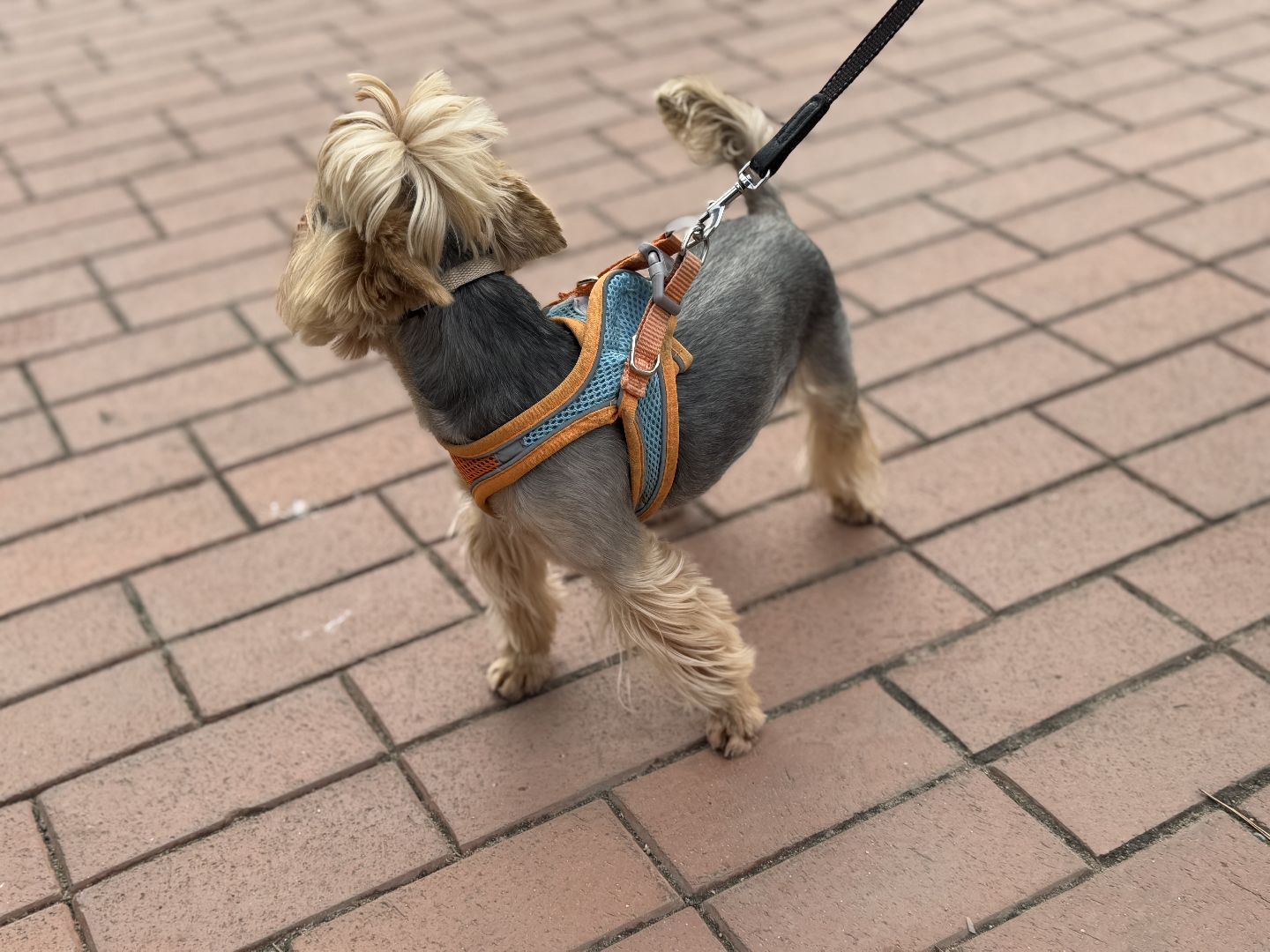 вакцинация животных, балашиха, пехорка, парк,