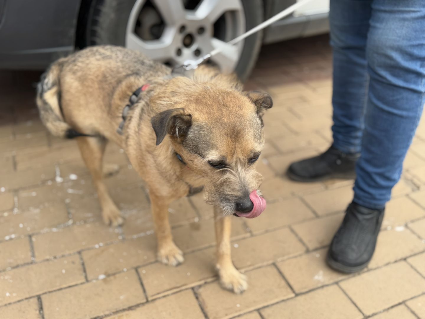 вакцинация животных, балашиха, пехорка, парк,