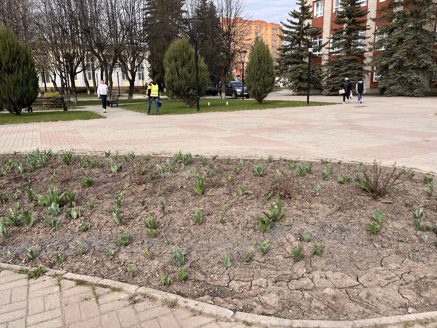 Шаховская, клумбы, благоустройство