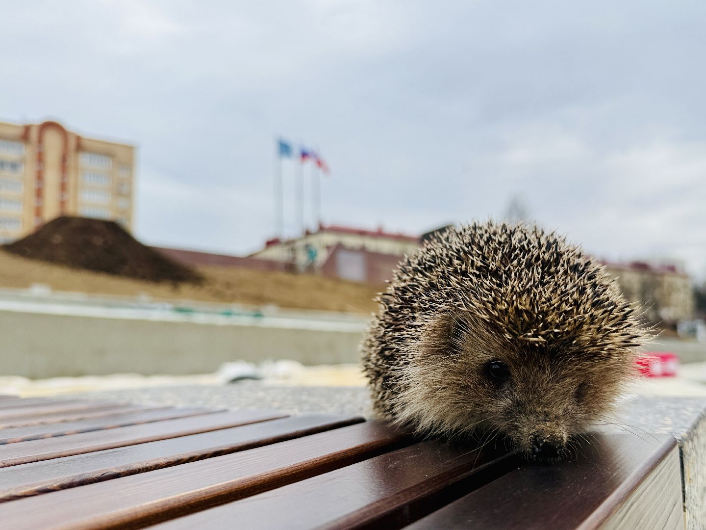 Раменское , спасение, спасение животных,