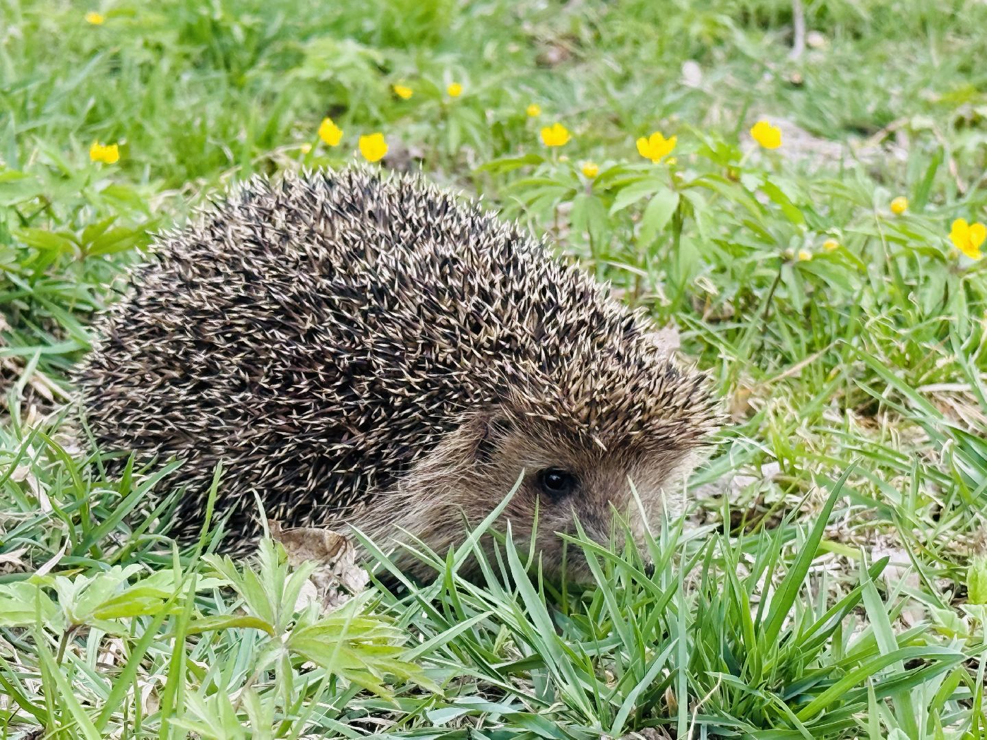 Раменское , спасение, спасение животных,