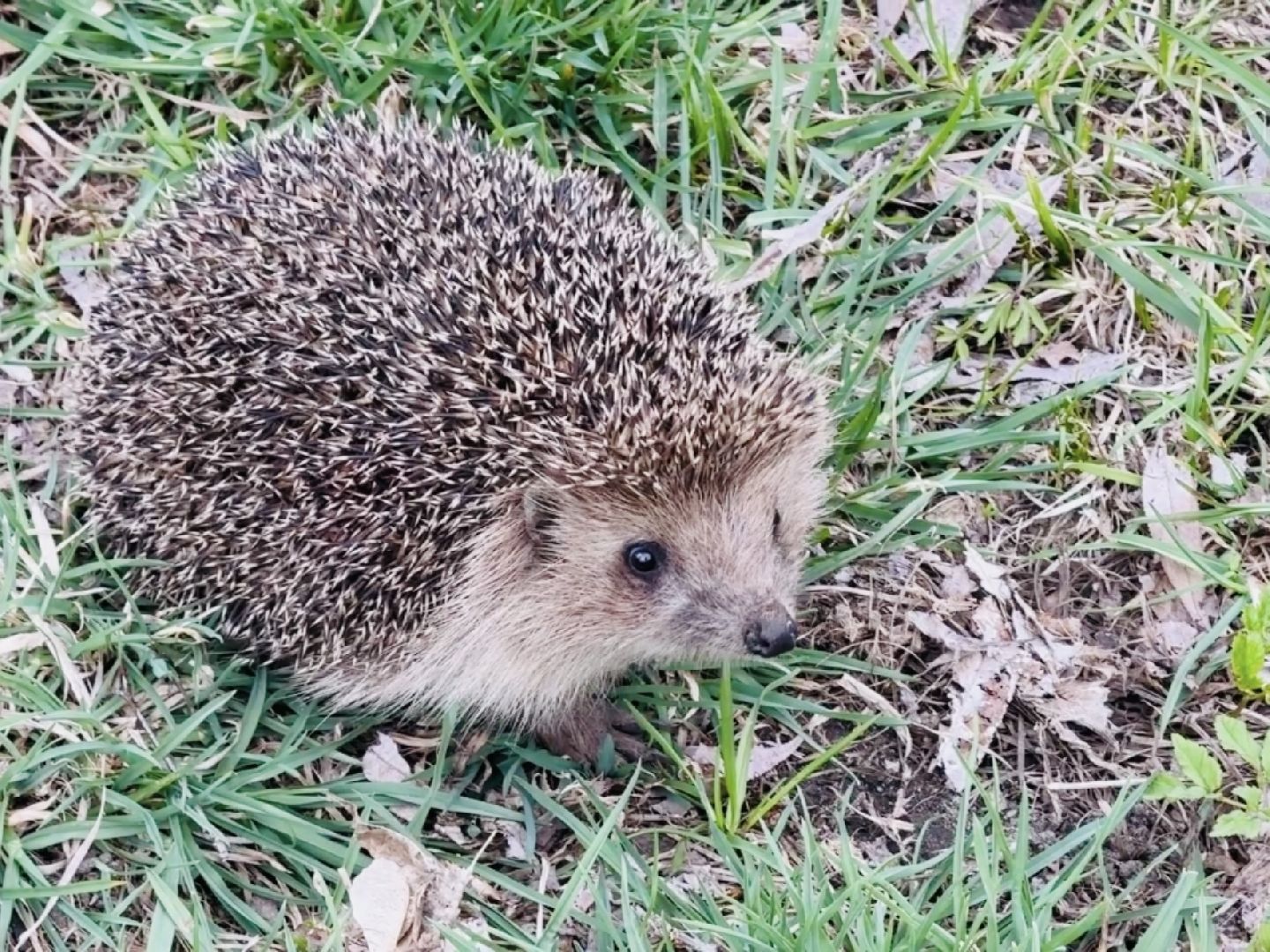 Раменское , спасение, спасение животных,