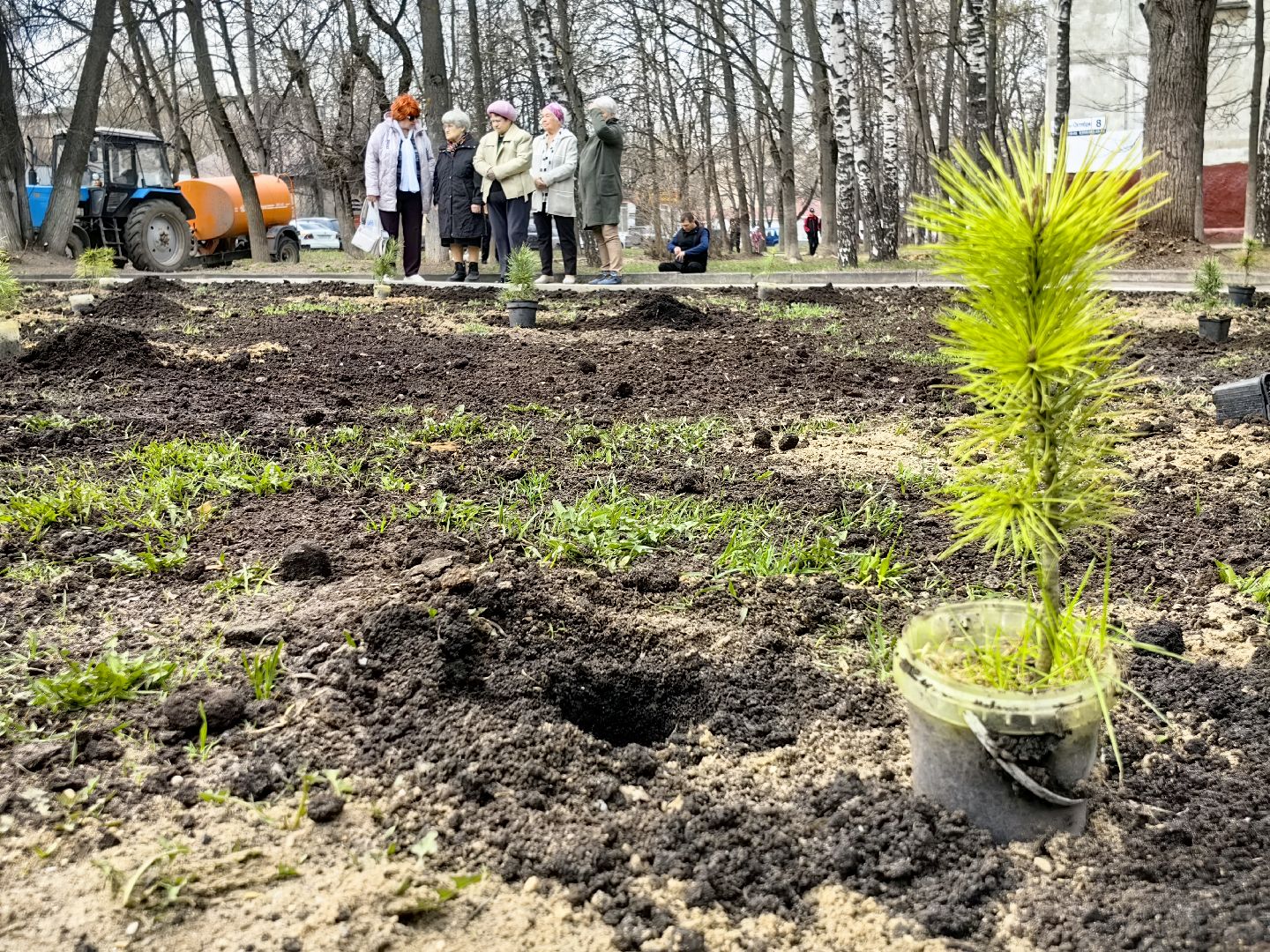 кедр, яблоня, акция, посадка деревьев,
