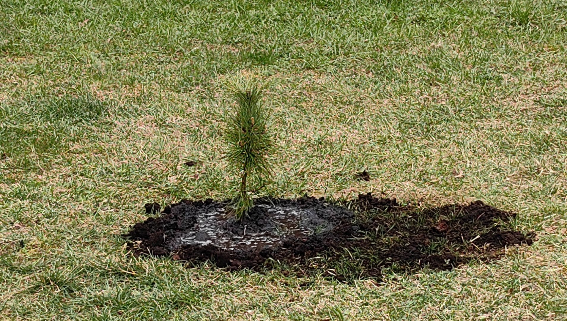 кедр, яблоня, акция, посадка деревьев,
