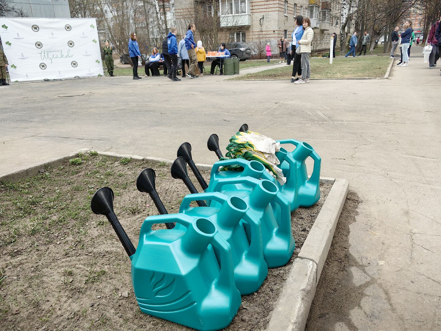 кедр, яблоня, акция, посадка деревьев,
