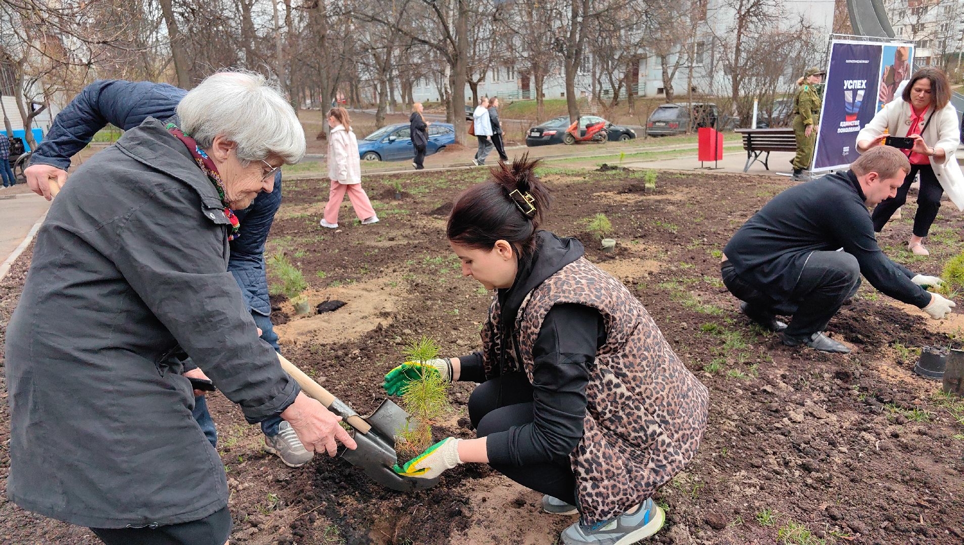 кедр, яблоня, акция, посадка деревьев,