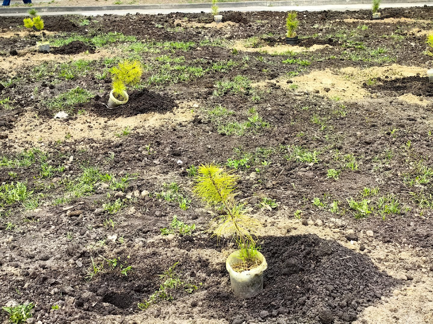 кедр, яблоня, акция, посадка деревьев,