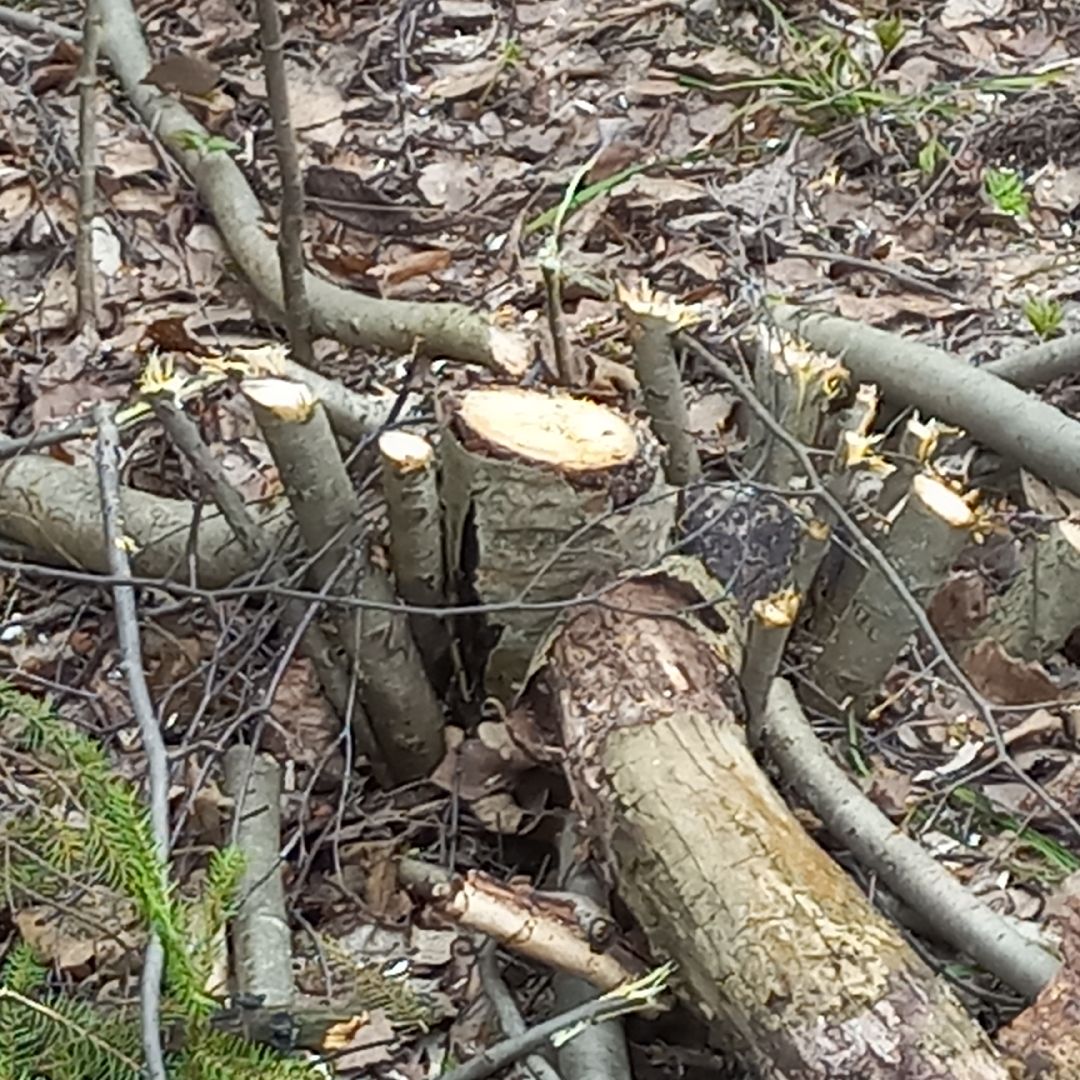 сергиев посад, хотьково, благоуйстройство, субботник, опиловка деревьев,