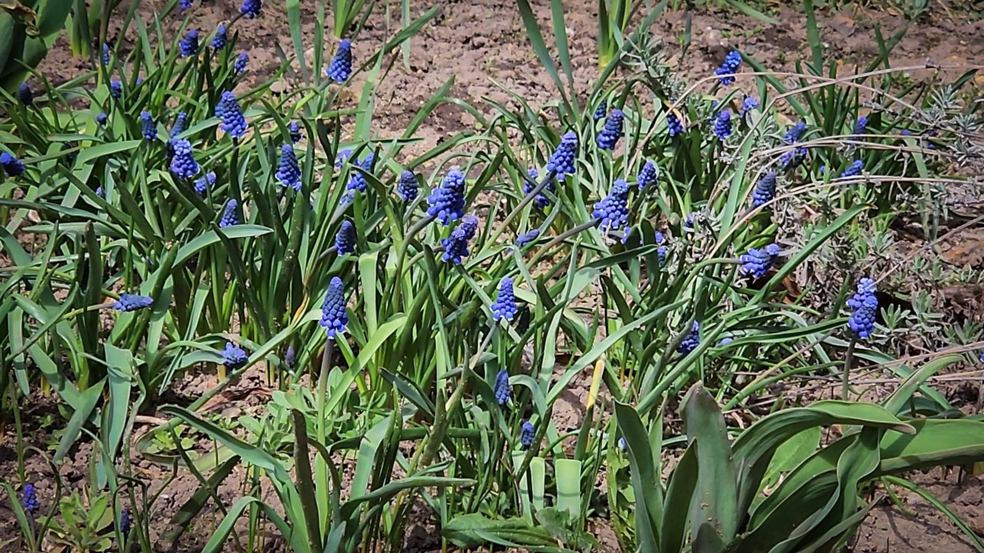Бронницы , Зацвели первые нарциссы ,