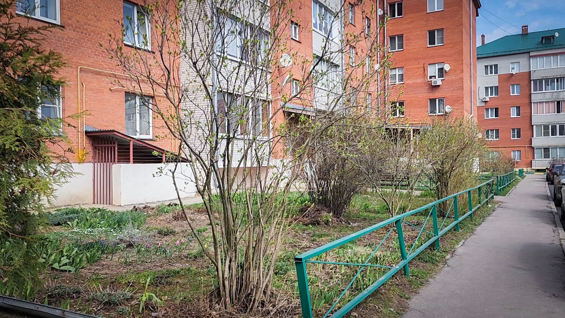 Бронницы , Зацвели первые нарциссы ,