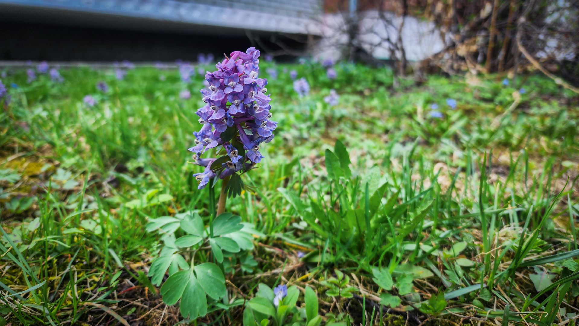 Бронницы , Зацвели первые нарциссы ,