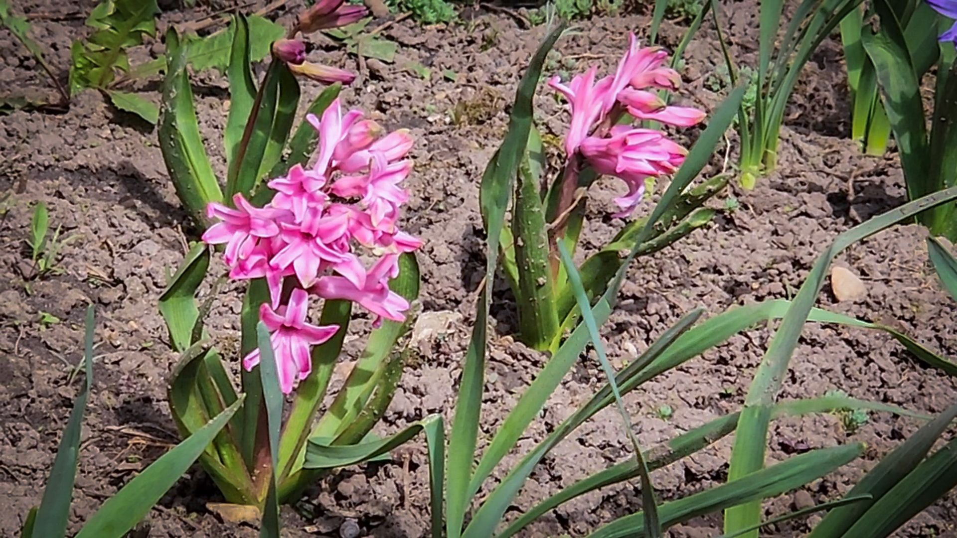 Бронницы , Зацвели первые нарциссы ,