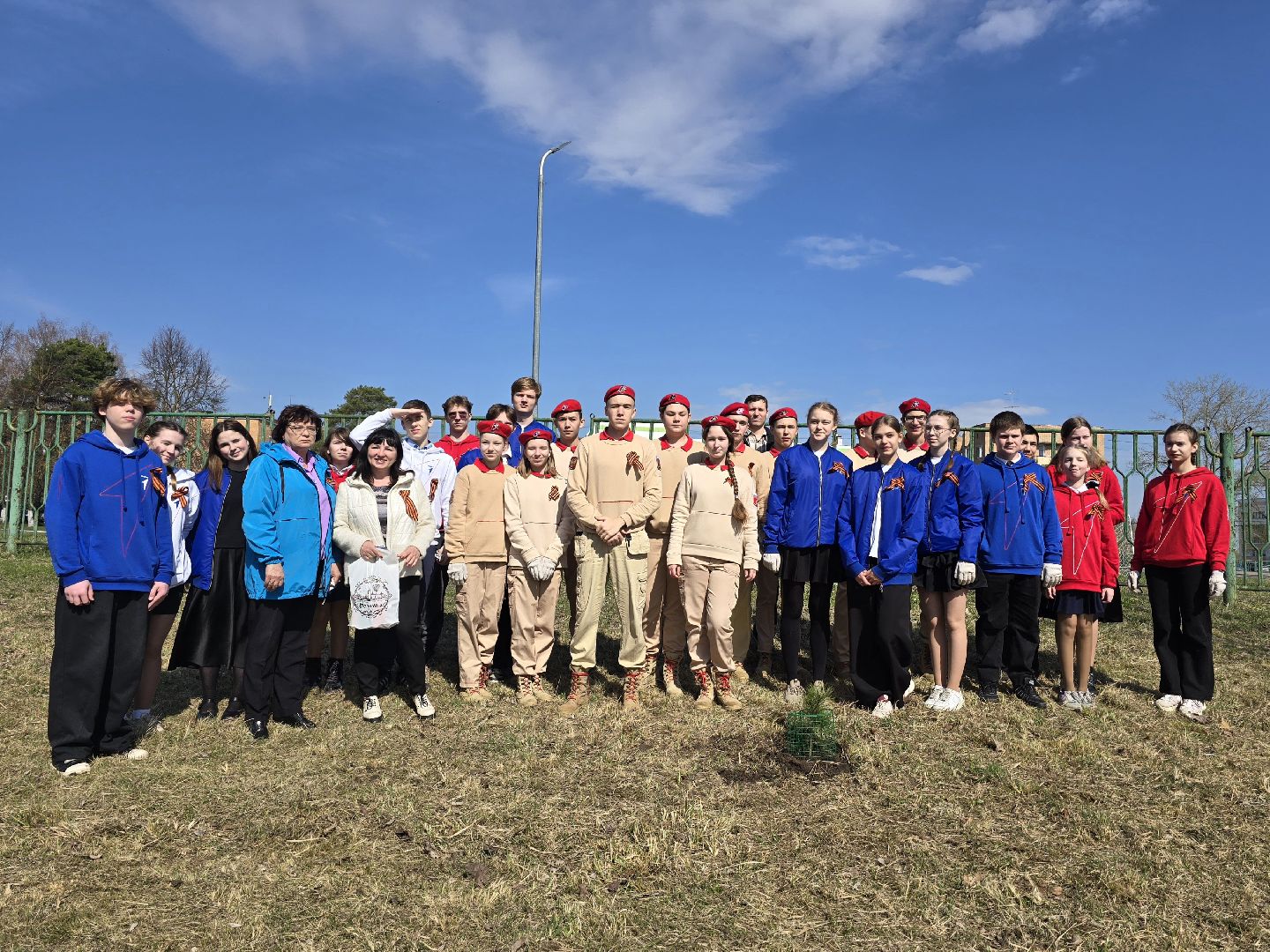 Коломна, кедры россии, высадка деревьев,
