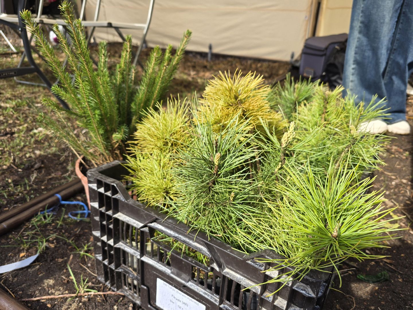 Коломна, кедры россии, высадка деревьев,