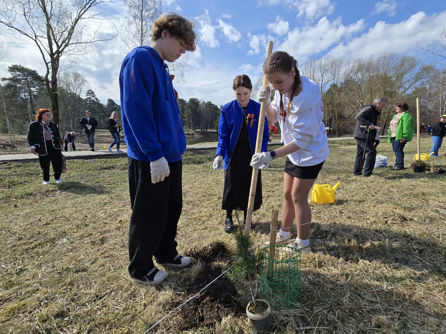 Коломна, кедры россии, высадка деревьев,