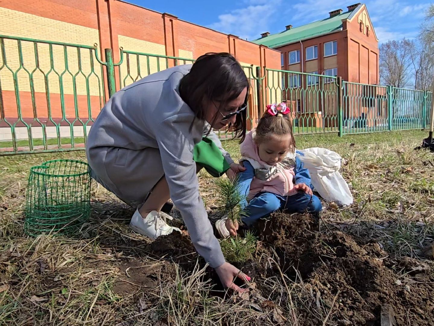 Коломна, кедры россии, высадка деревьев,