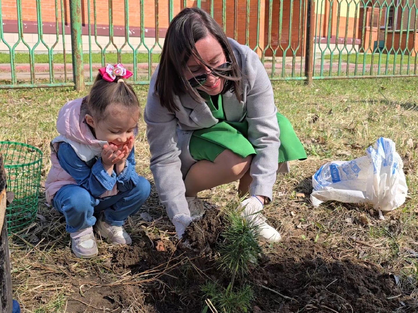Коломна, кедры россии, высадка деревьев,