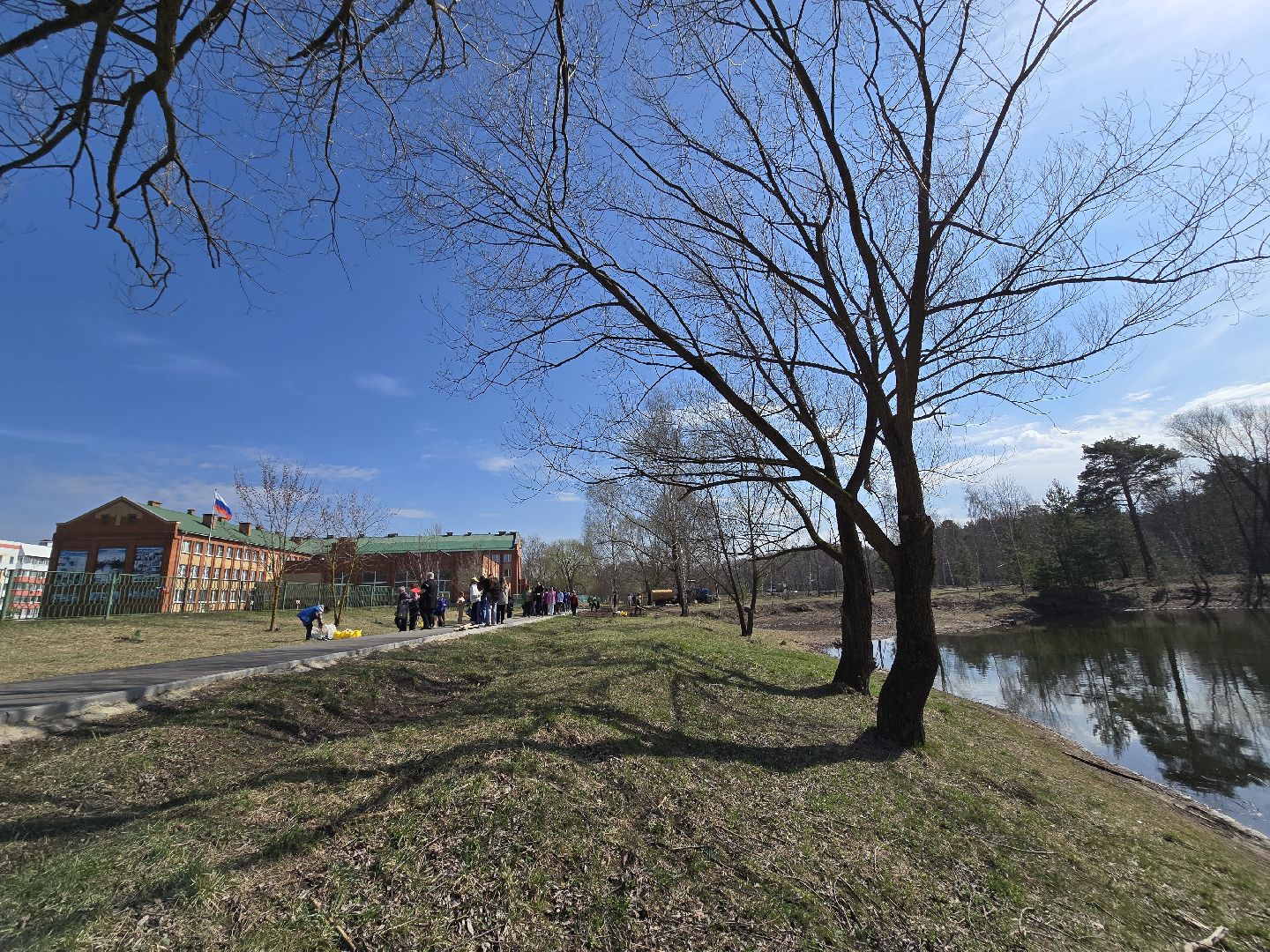 Коломна, кедры россии, высадка деревьев,