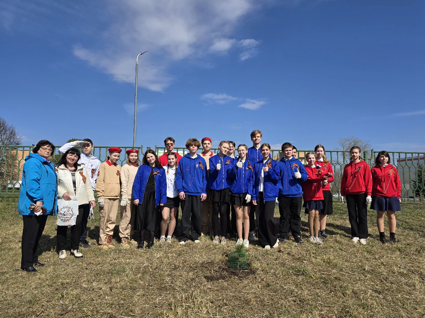 Коломна, кедры россии, высадка деревьев,