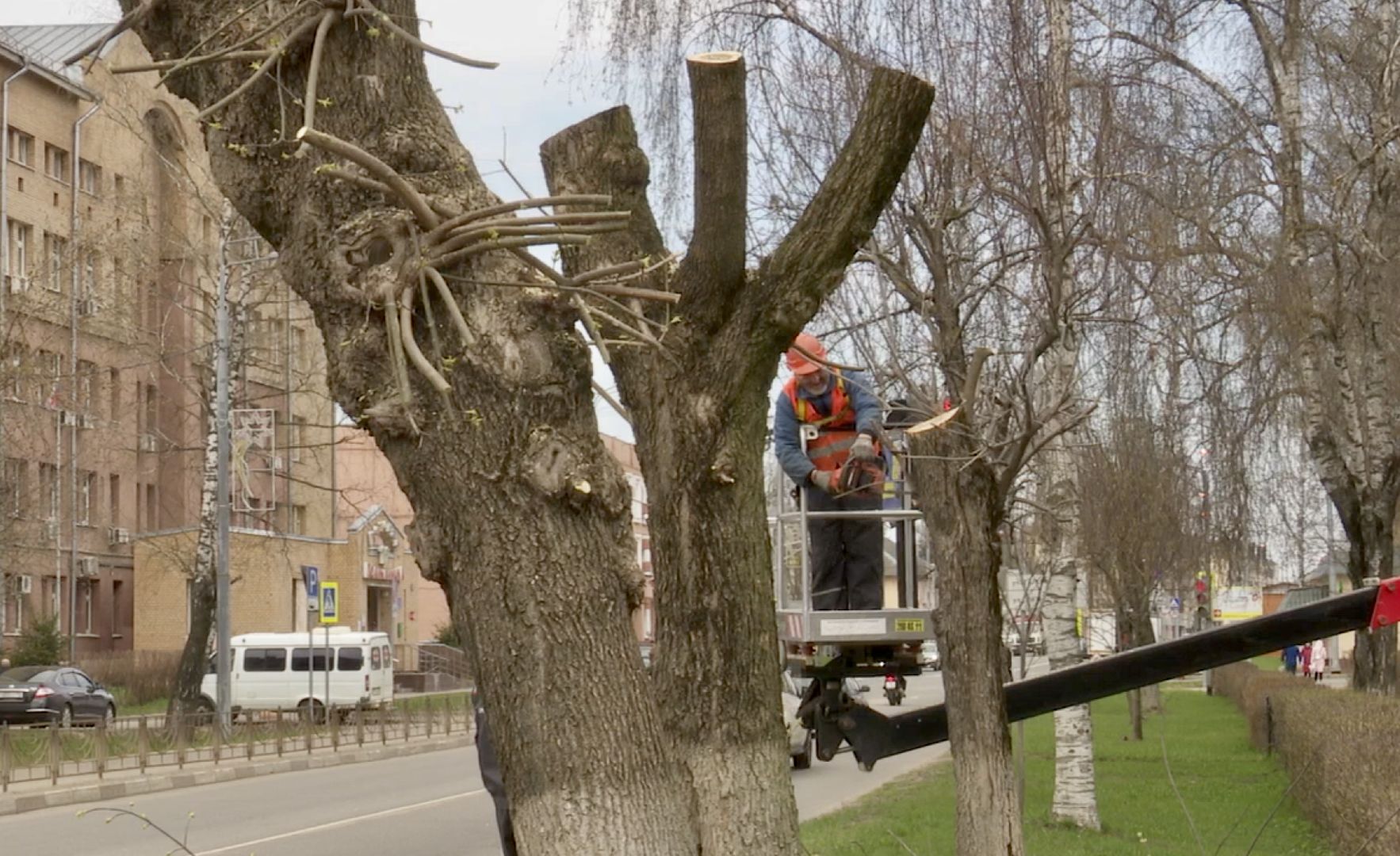Клин, благоустройство, люди, опиловка