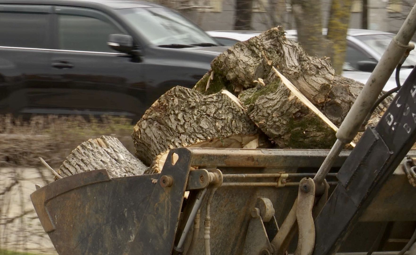 Клин, благоустройство, люди, опиловка