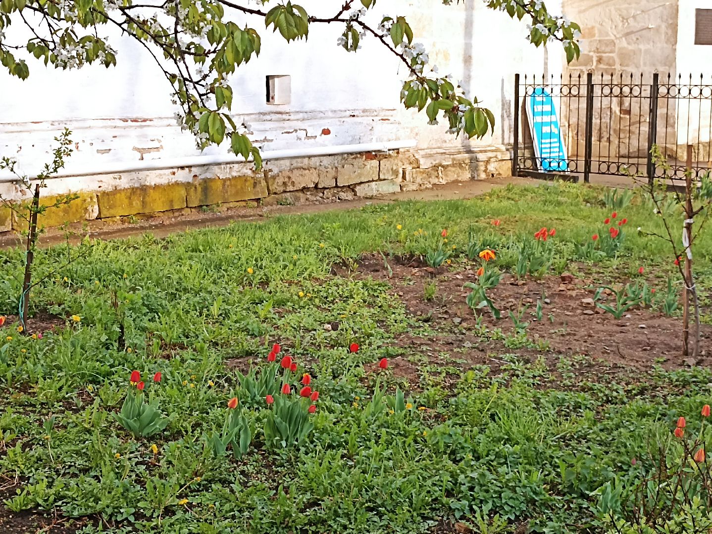 Серпухов, Подмосковье, монастырь, весна, тюльпаны, цветение, черешня, туризм, православие, поломничество