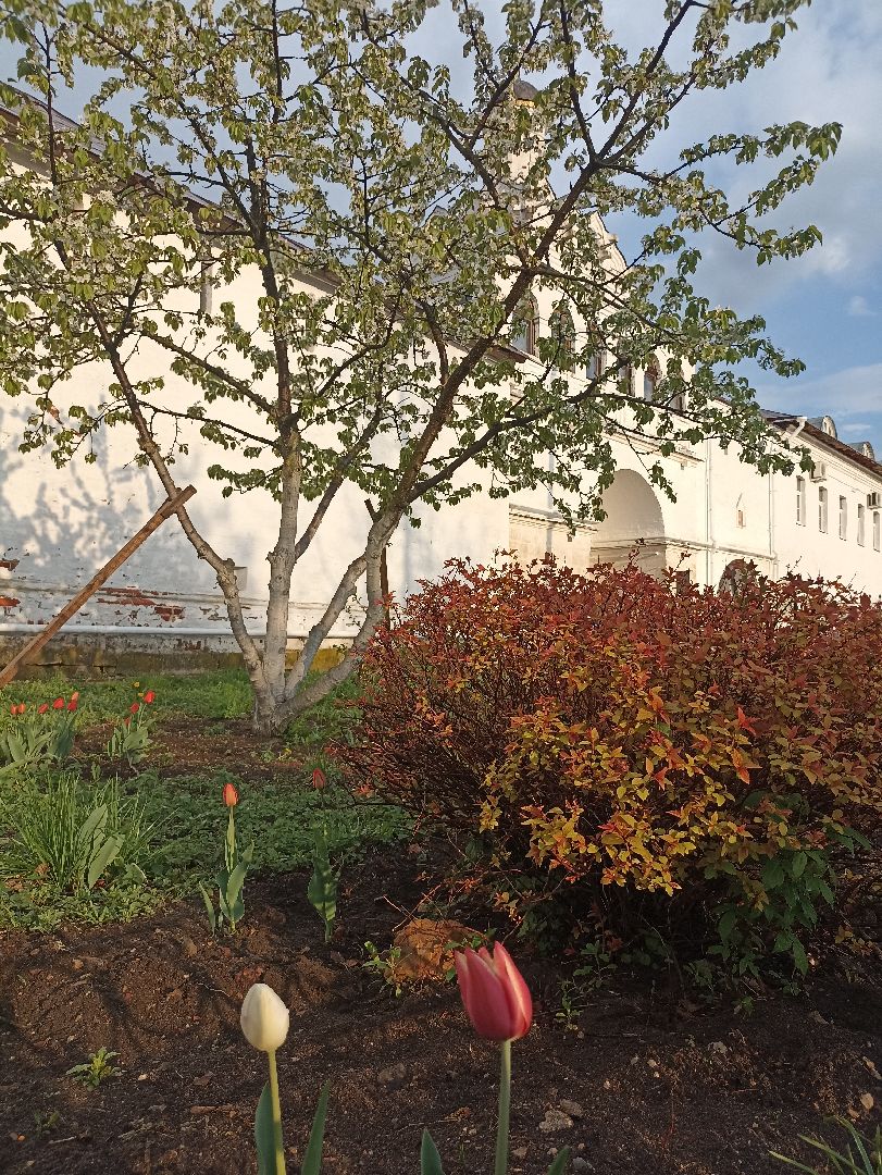 Серпухов, Подмосковье, монастырь, весна, тюльпаны, цветение, черешня, туризм, православие, поломничество