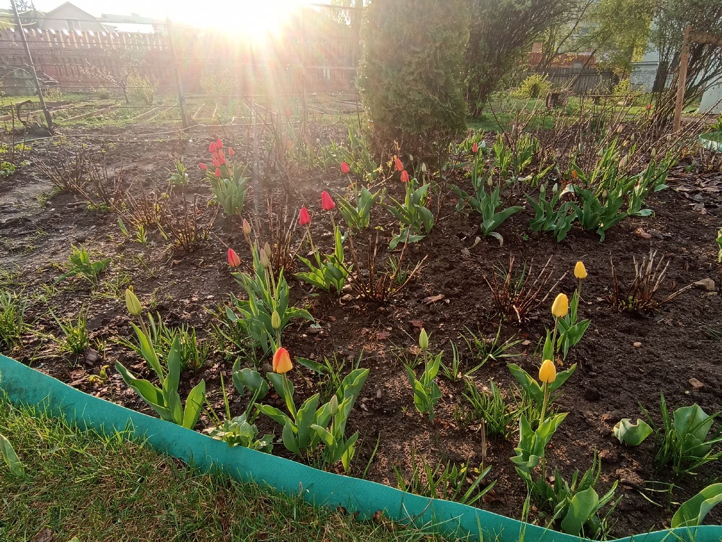 Серпухов, Подмосковье, монастырь, весна, тюльпаны, цветение, черешня, туризм, православие, поломничество
