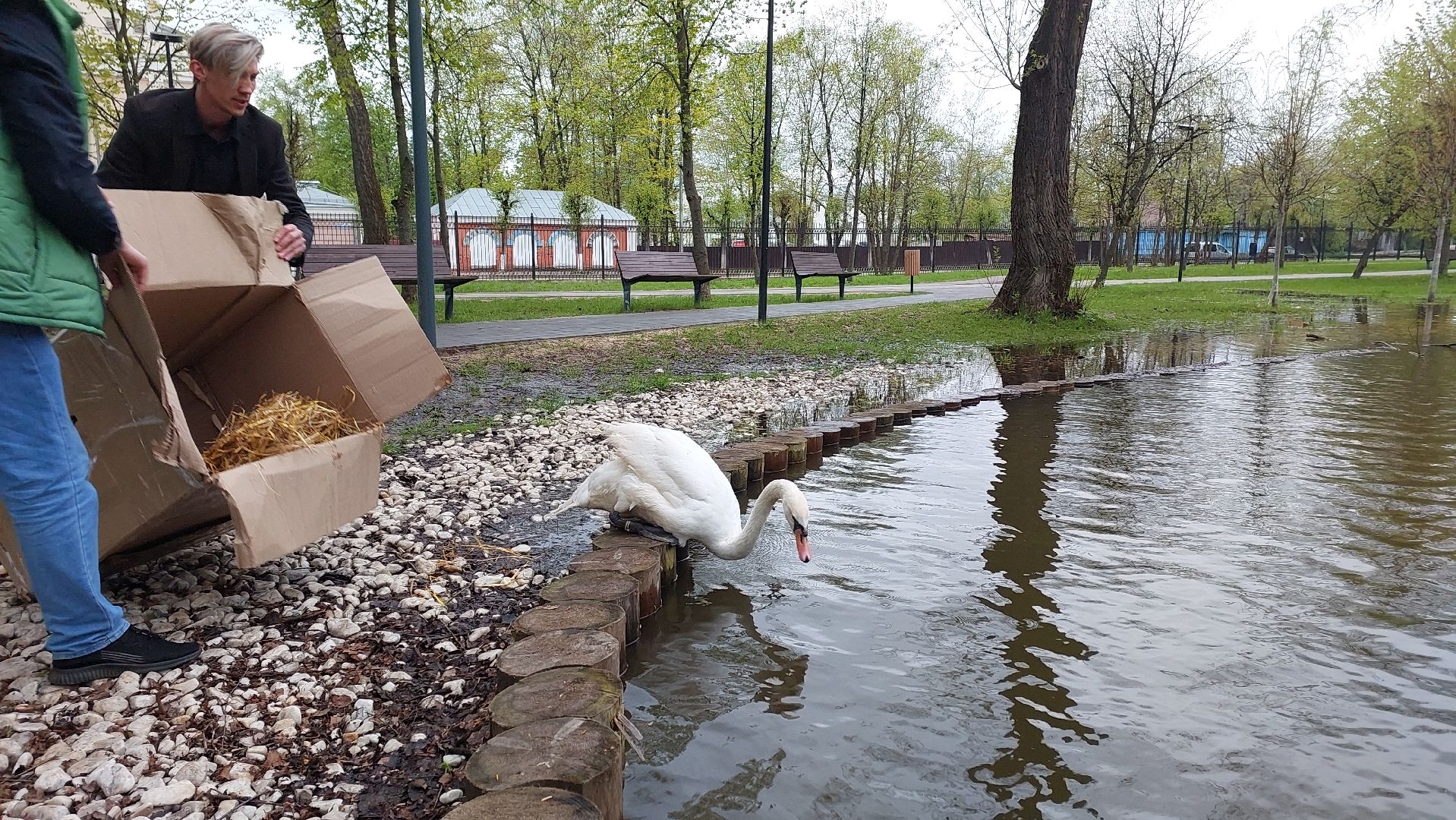 серпухов, лебеди, городской парк, парки подмосковья, зимовка, перемены, весна,