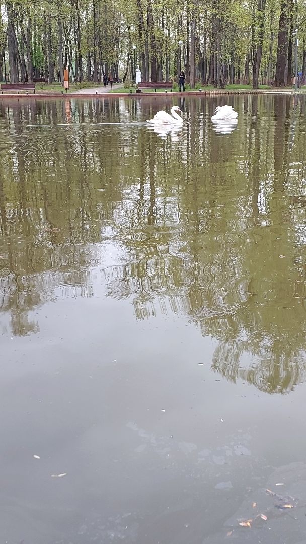 серпухов, лебеди, городской парк, парки подмосковья, зимовка, перемены, весна,