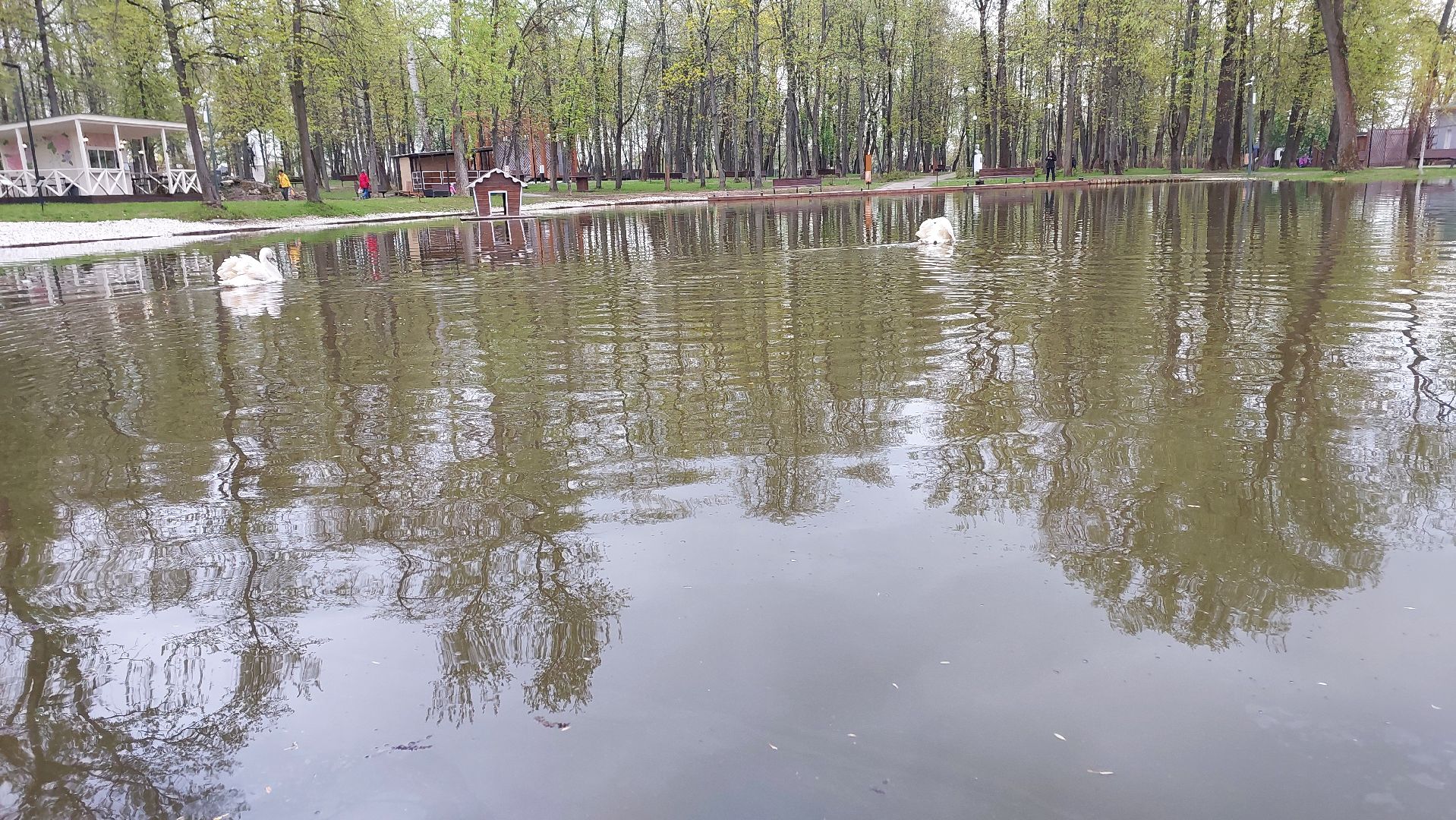 серпухов, лебеди, городской парк, парки подмосковья, зимовка, перемены, весна,