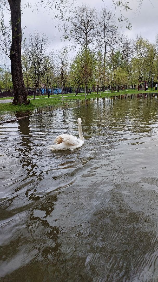 серпухов, лебеди, городской парк, парки подмосковья, зимовка, перемены, весна,