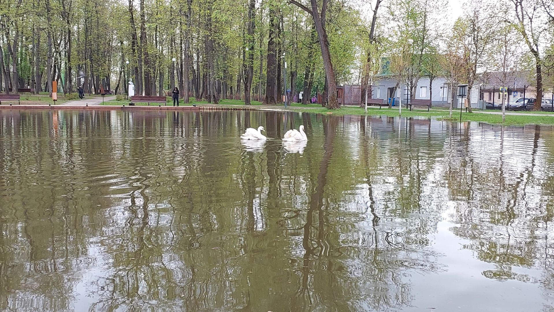 серпухов, лебеди, городской парк, парки подмосковья, зимовка, перемены, весна,