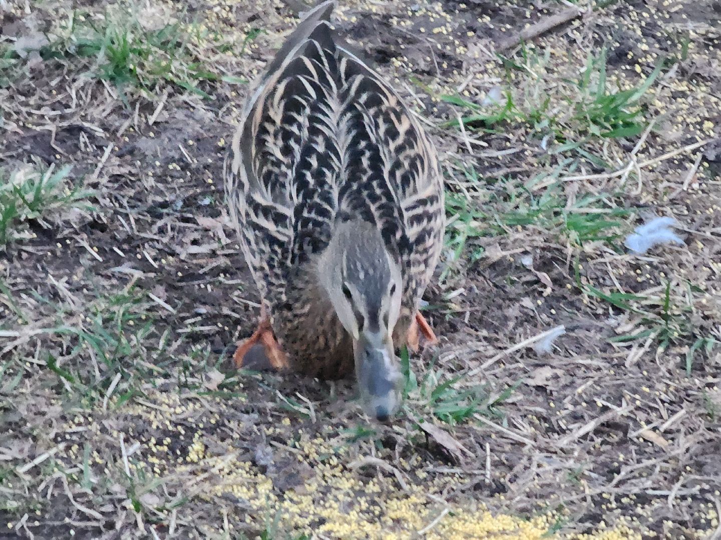 долгопрудный, парки, утки, чайки, пруды, домик для уток,