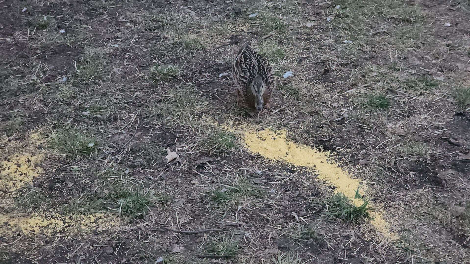 долгопрудный, парки, утки, чайки, пруды, домик для уток,