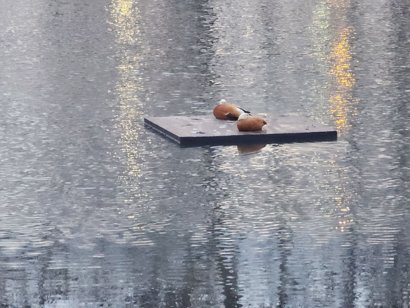 долгопрудный, парки, утки, чайки, пруды, домик для уток,