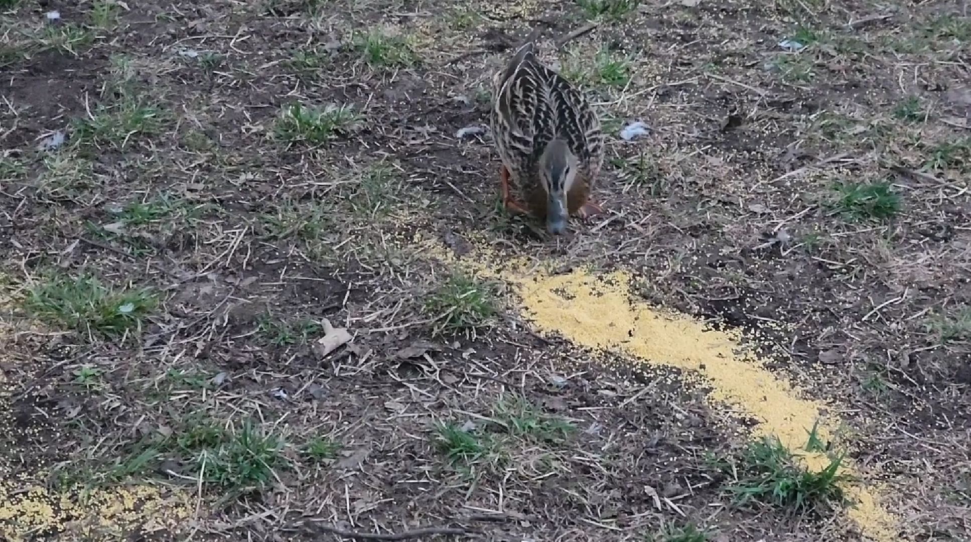 долгопрудный, парки, утки, чайки, пруды, домик для уток,