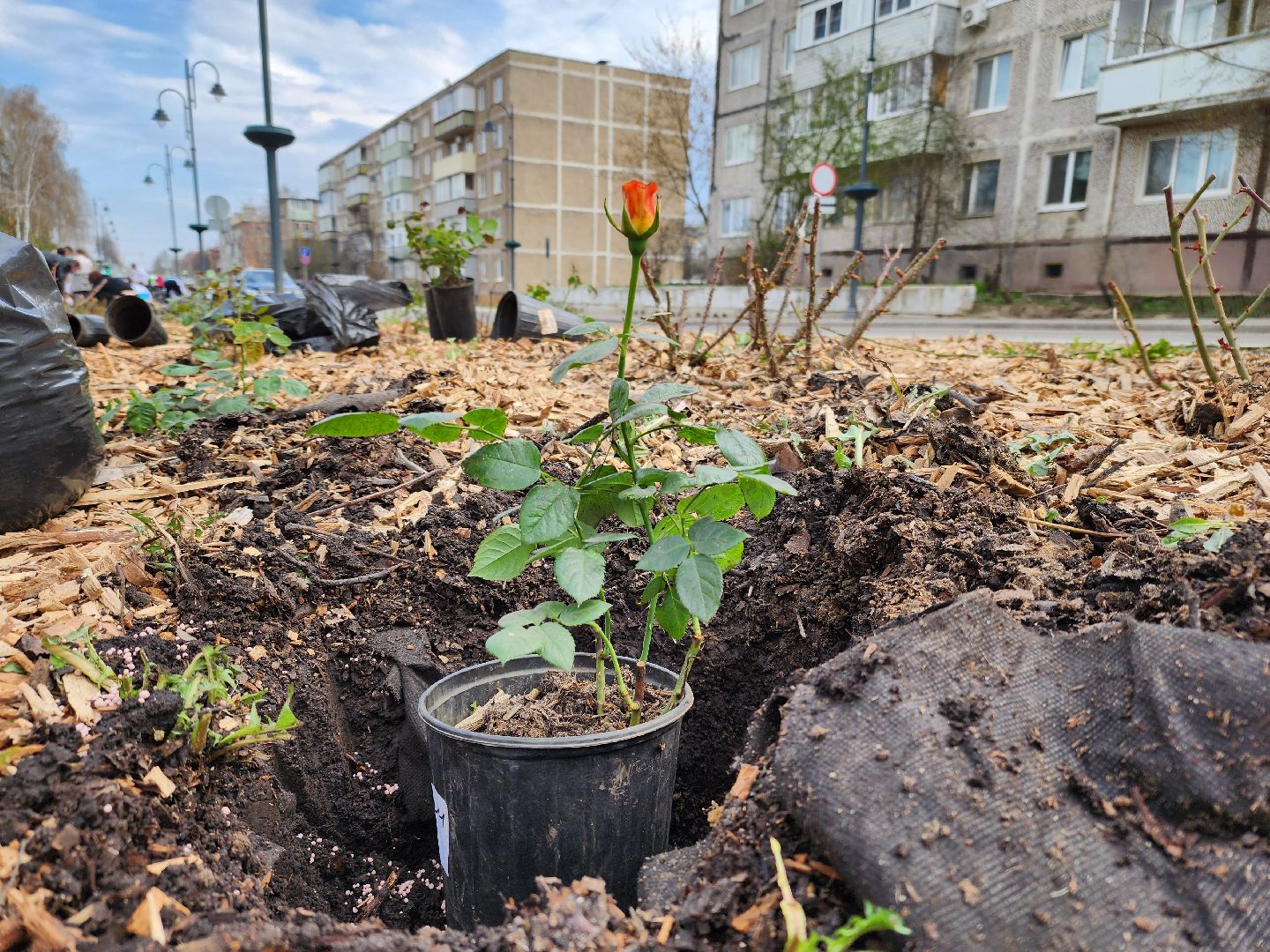 Зарайск, Розы Зарайска, Субботник, Благоустройство улиц, Благоустройство Зарайска,